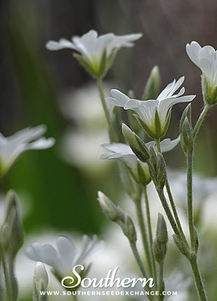 Snow in Summer Chickweed – 100 Seeds