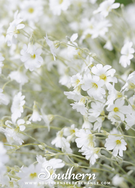 Snow in Summer Chickweed – 100 Seeds