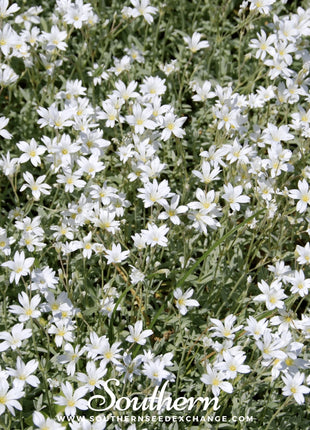 Snow in Summer Chickweed – 100 Seeds
