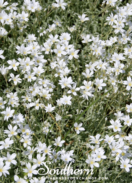 Snow in Summer Chickweed – 100 Seeds