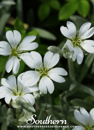 Snow in Summer Chickweed – 100 Seeds