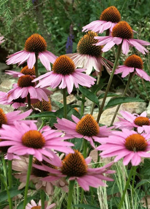 Purple Coneflower (Echinacea) – 100 Seeds