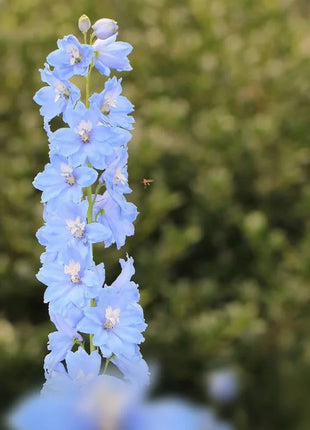Delphinium Seeds - Pacific Giant Series