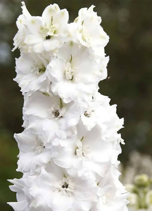 Delphinium Seeds - Pacific Giant Series