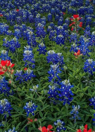 Texas Bluebonnet Lupine – 50 Seeds