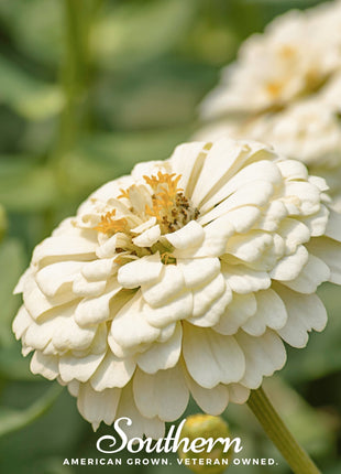 Polar Bear Zinnia – 100 Seeds