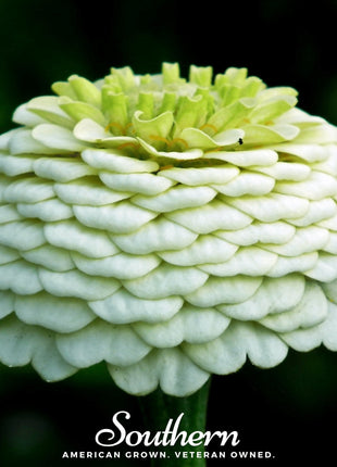 Polar Bear Zinnia – 100 Seeds