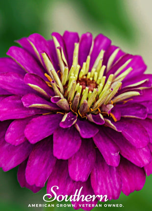Purple Prince Zinnia – 100 Seeds