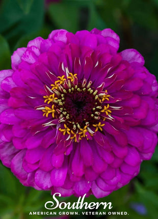 Purple Prince Zinnia – 100 Seeds